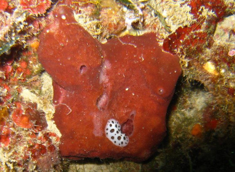 Petrosia ficiformis di Framura con vacchetta di mare